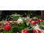 Cabbage Earthenware Tureen