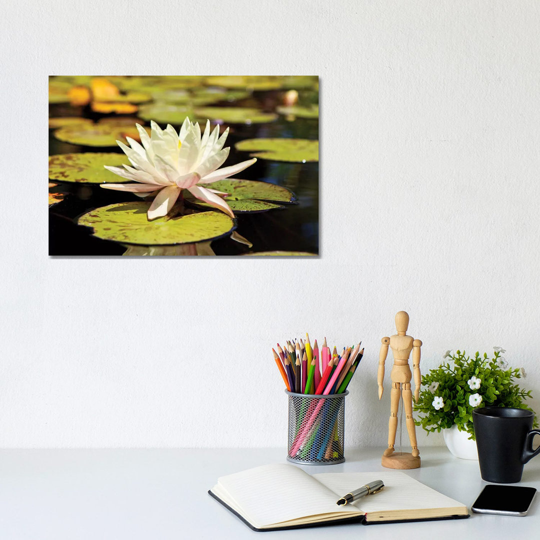 White Water Lily by Susan Schmitz - Wrapped Canvas Gallery-Wrapped Canvas Giclée
