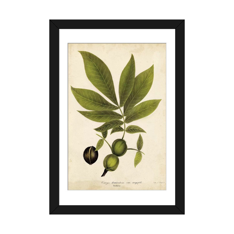 « hickory tree feuillage », reproduction d’impression sur toile, H 24 po x l 16 po x P 1 po, Papier d'art encadré noir, Blanc