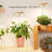 Bamboo Base Desktop Grow Light