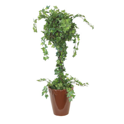 Mini Ivy Topiary in Scrolled Pot