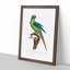 Peach-Fronted Parakeet by F. Levaillant - Picture Frame Painting Print-55582850-55582849