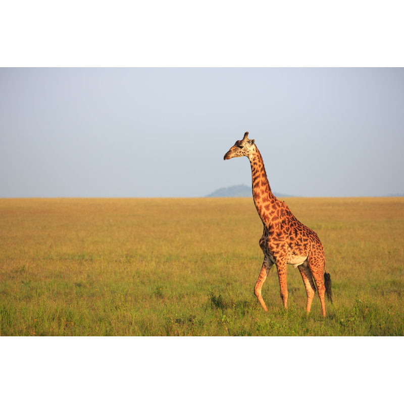 Giraffe by Gui00878 - Wrapped Canvas Print, 61cm H x 91cm W