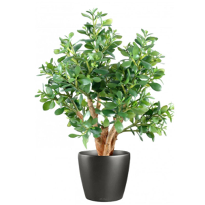 Annistyn 70cm Faux Jade Tree in Pot