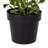 36" Artificial Variegated Triangle Ficus Potted