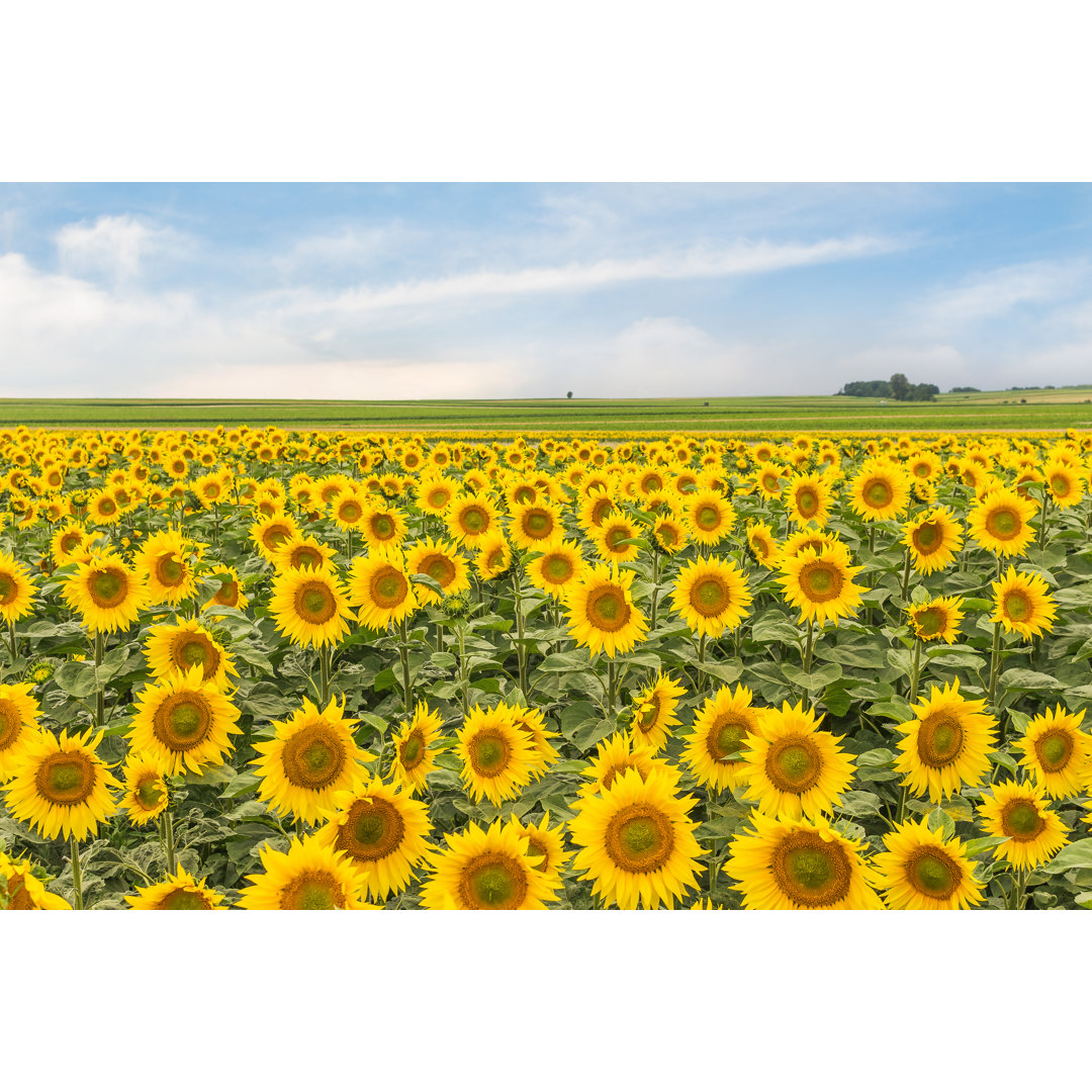 Rural Landscape With A Field Of Sunflowers And Sky. Wallpaper With Blossomed Sunflowers. - Wrapped Canvas Print