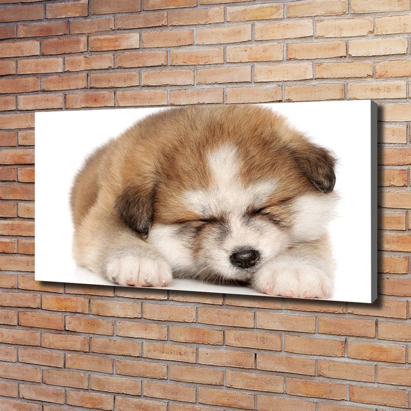 Akita Puppy - Wrapped Canvas Print