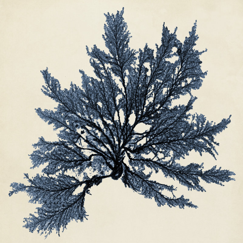 Coastal Seaweed IX - Wrapped Canvas Painting, 30cm H x 30cm W x 3.8cm D