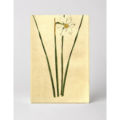 Botanical Magazine Plate 193 — Narcissus (1793) — Portrait Canvas Wall Art