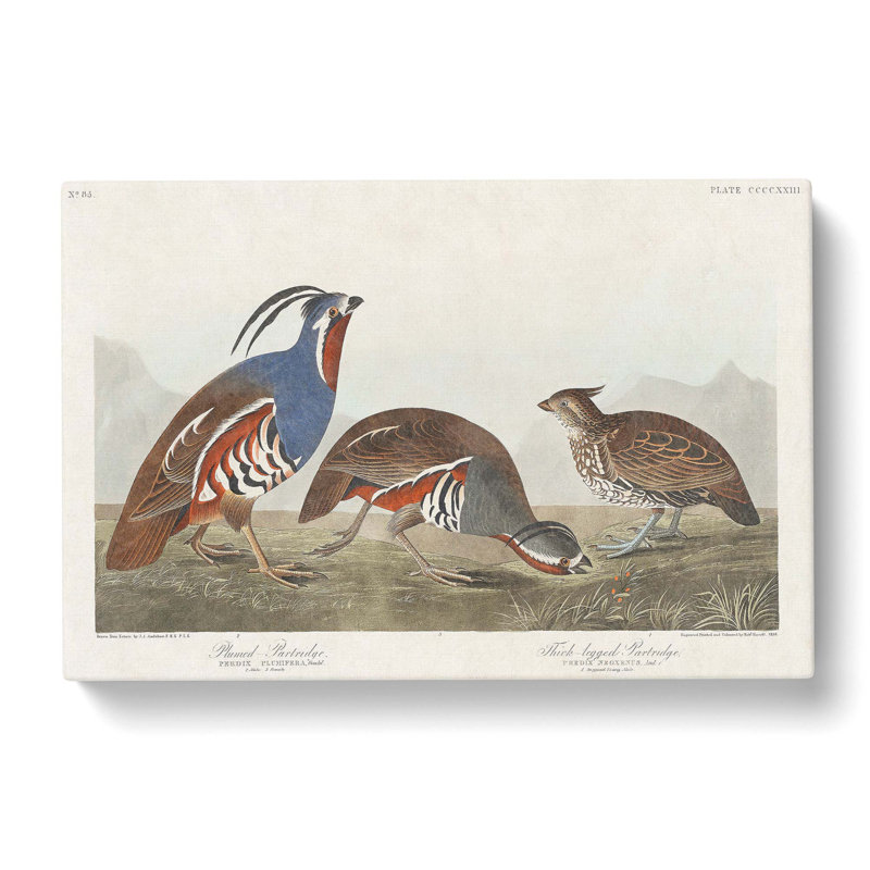 Partridge Birds by John Audubon - Single Picture Frame Painting, 40cm H x 60cm W x 3cm D, Wrapped Canvas