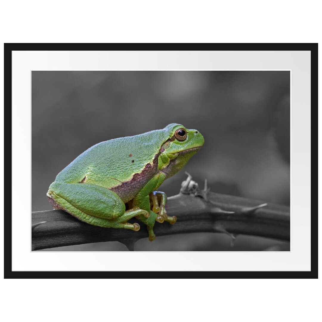 Gerahmter Kunstdruck Tiny Frog on a Thorny Branch