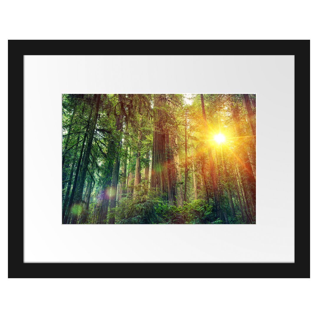 Gerahmtes Poster Wald bei Sonnenlicht