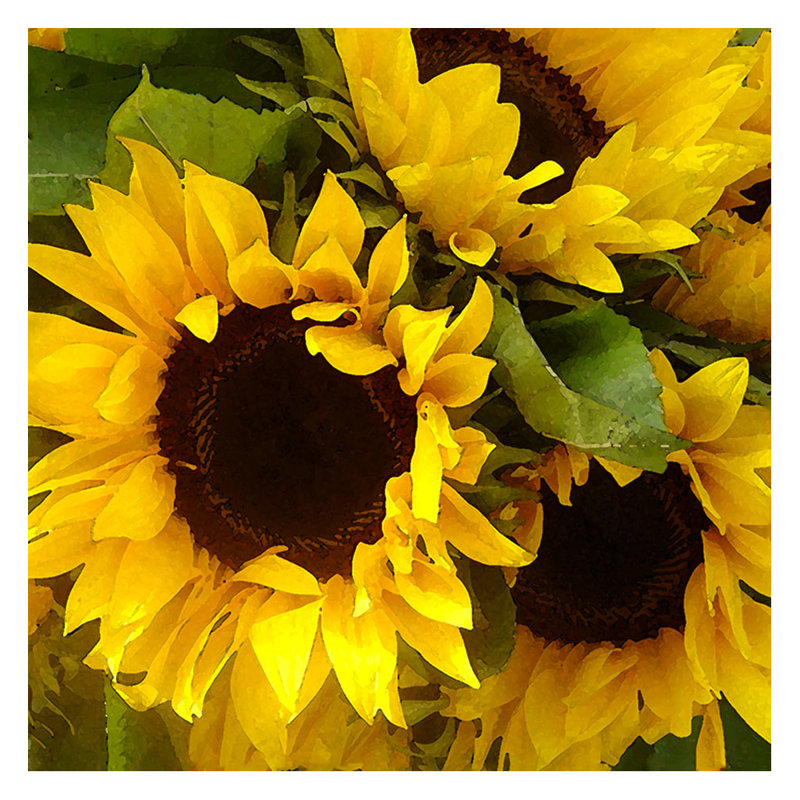 "tournesols" , reproduction de photo, H 18 po x l 18 po, Toile tendue