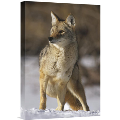 " Coyote Portrait "