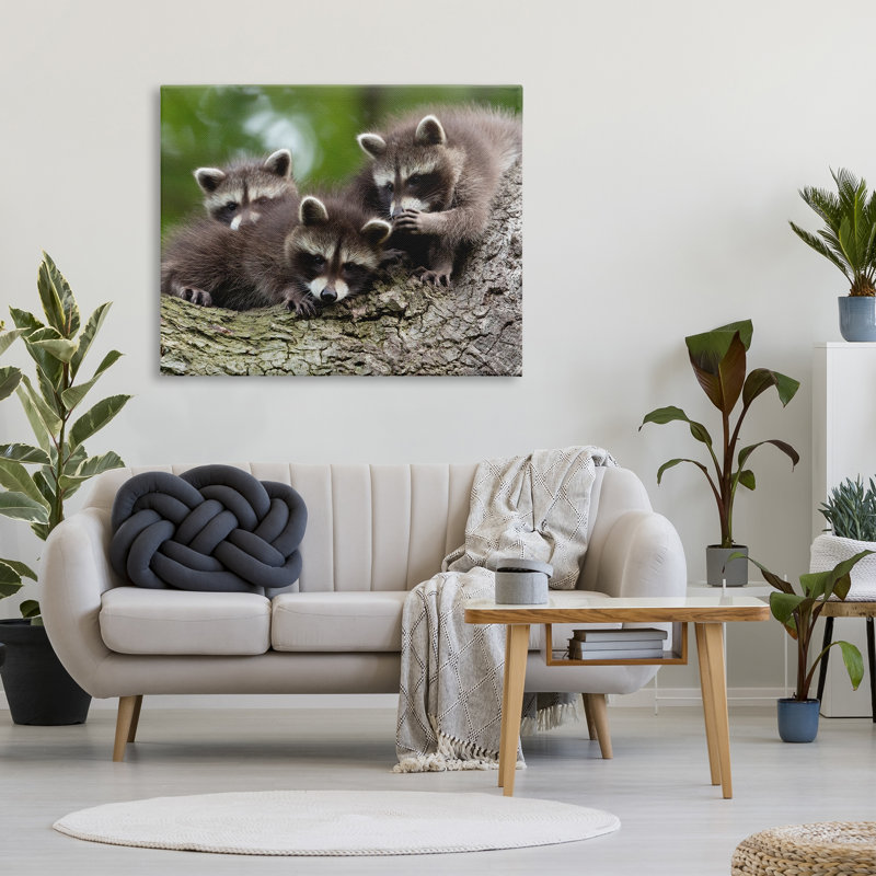 «Raccoon Babies In Tree» par Jan Piecha, H 36 po x l 48 po x P 1,5 po
