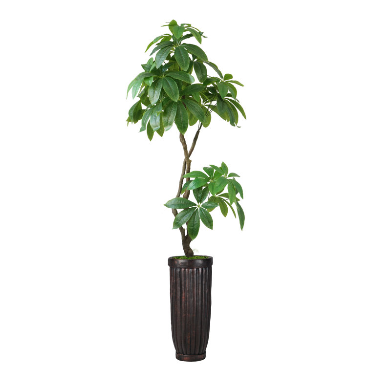 Arbre de jardin Pachira Aquat en pot 53 po Panama