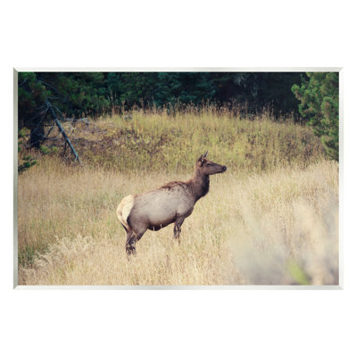Wild Elk Nature Grove Photography Floater Canvas Wall Art By Stede Bonnett -  Stupell Industries, au-377_wd_10x15