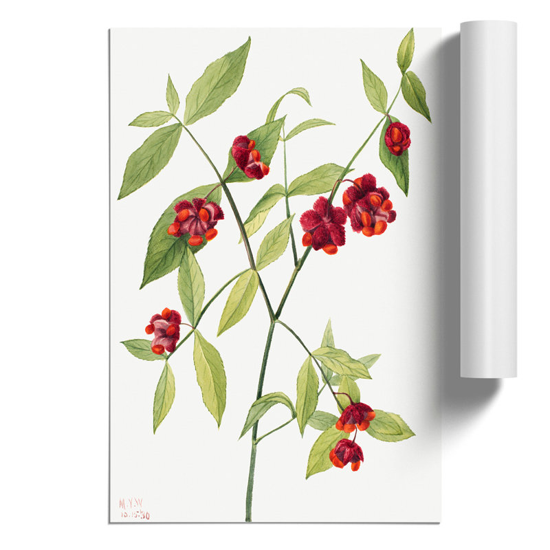 Strawberry Bush by Mary Vaux Walcott - No Frame Painting, 42cm H x 30cm W x 0.1cm D