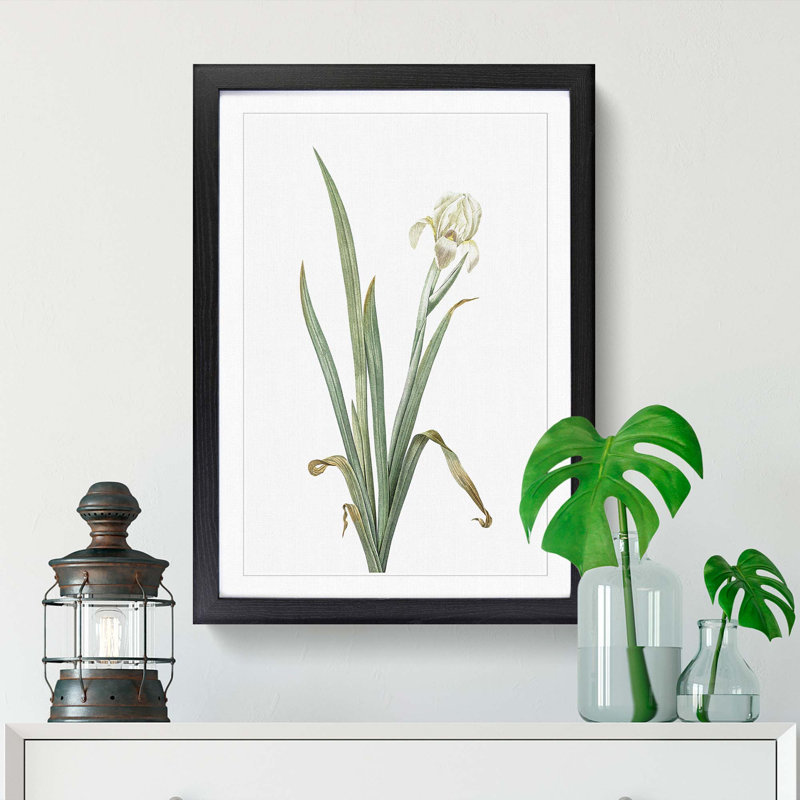 Crimean Iris Flower by Pierre-Joseph Redoute - Framed Print, 48cm H x 36cm W x 2cm D, Black Framed