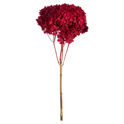 Preserved Hydrangea Stems