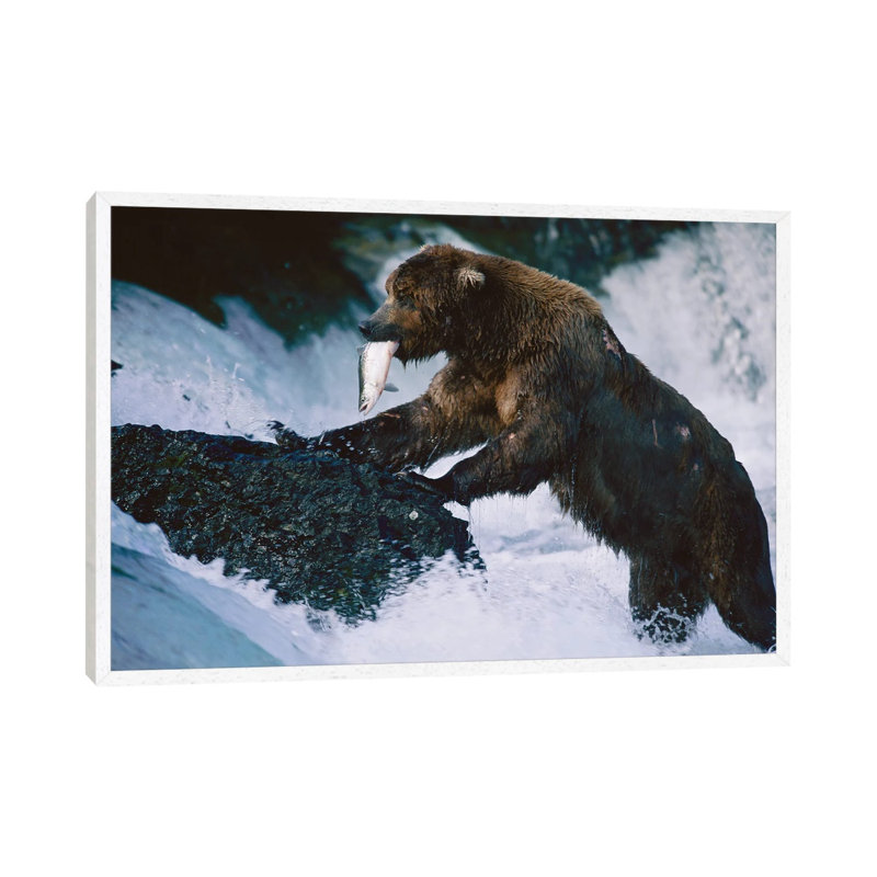 A Grizzly Bear Fishes For Salmon At Brooks Falls In Alaska‚ Katmai National Park 1 Piece Wall Art on Canvas
