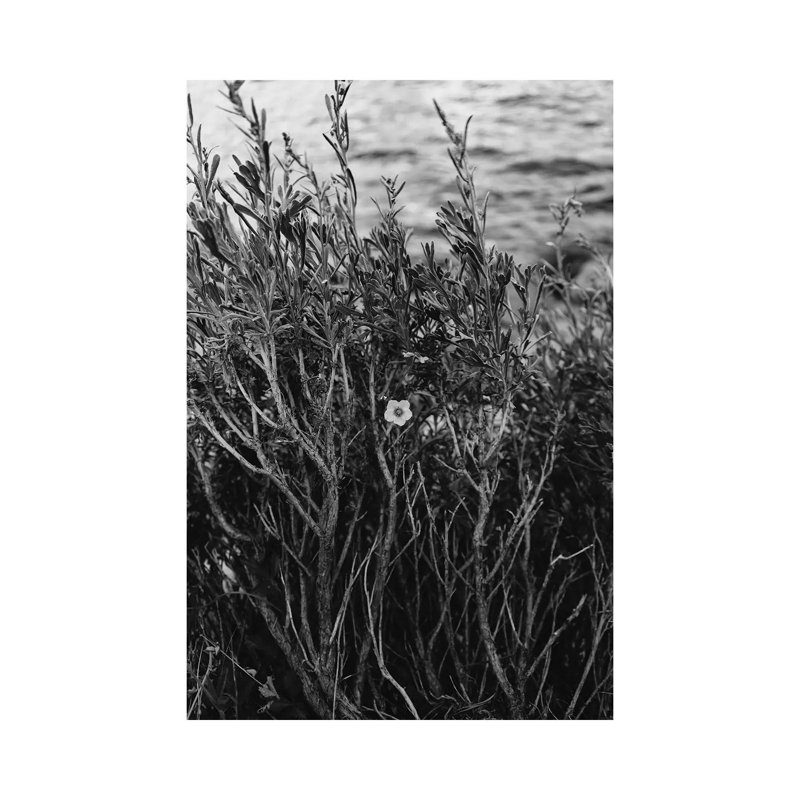 Tenaya Lake, Yosemite National Park II by Bethany Young - Print on Canvas, Wrapped Canvas, 66.04cm H x 45.72cm W x 1.91cm D
