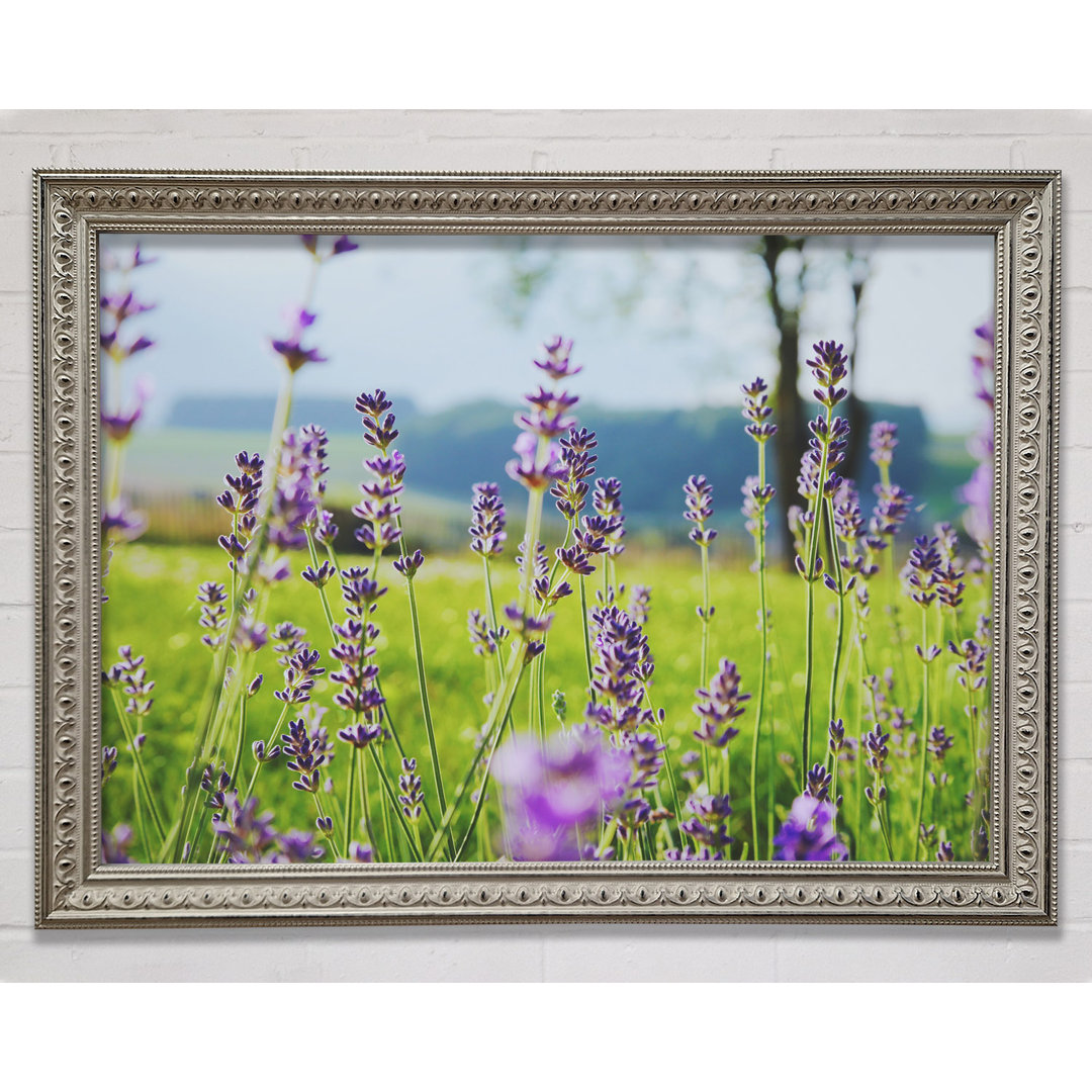 Tiny Flowers Suspended Above The Grass - Einzelne Bilderrahmen Kunstdrucke