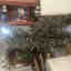 Customer photo 2 of 2