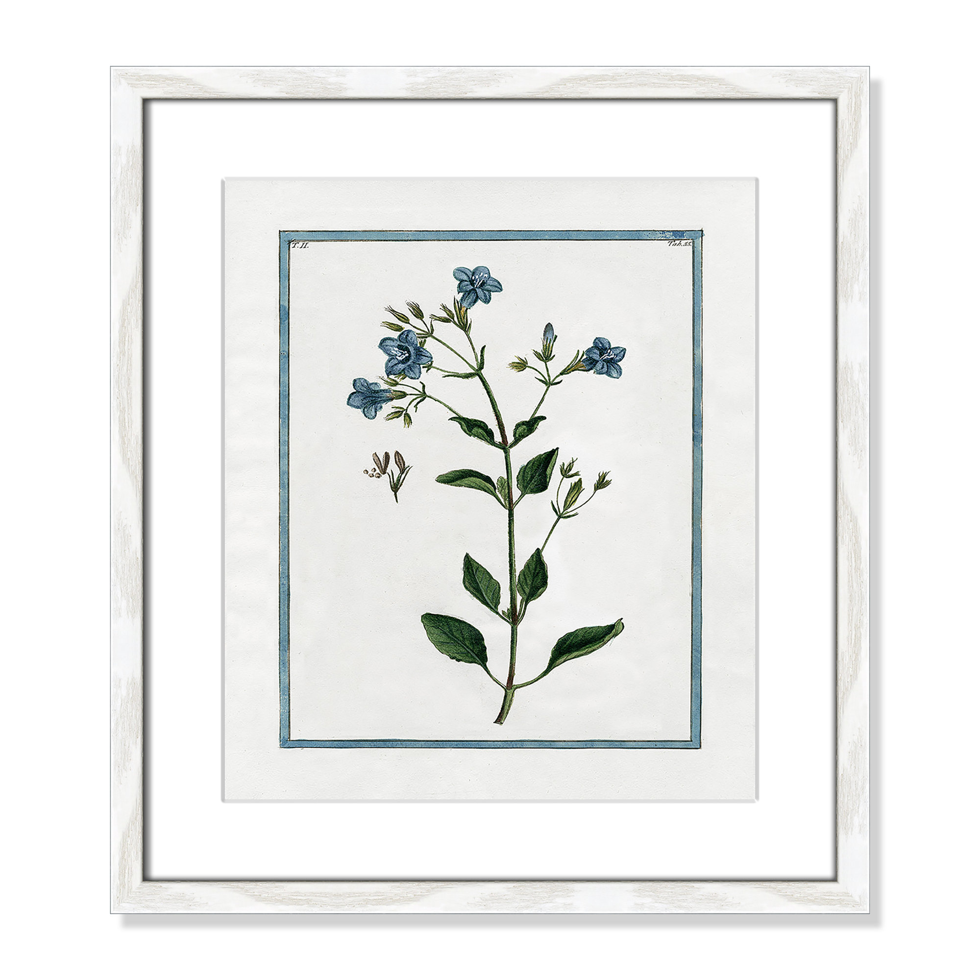 Shabby Elegance Botanical II - Framed Art, 13" W x 15" H, White Framed