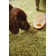 Solid Colour Shag Area Rug