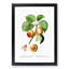 Branch of an Apricot Tree by Pierre-Joseph Redoute - Picture Frame Graphic Art Print-55512735-55512730