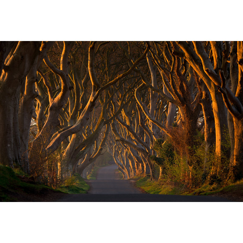 Wrapped Canvas Print, 50.8 cm H x 76.2 cm W
