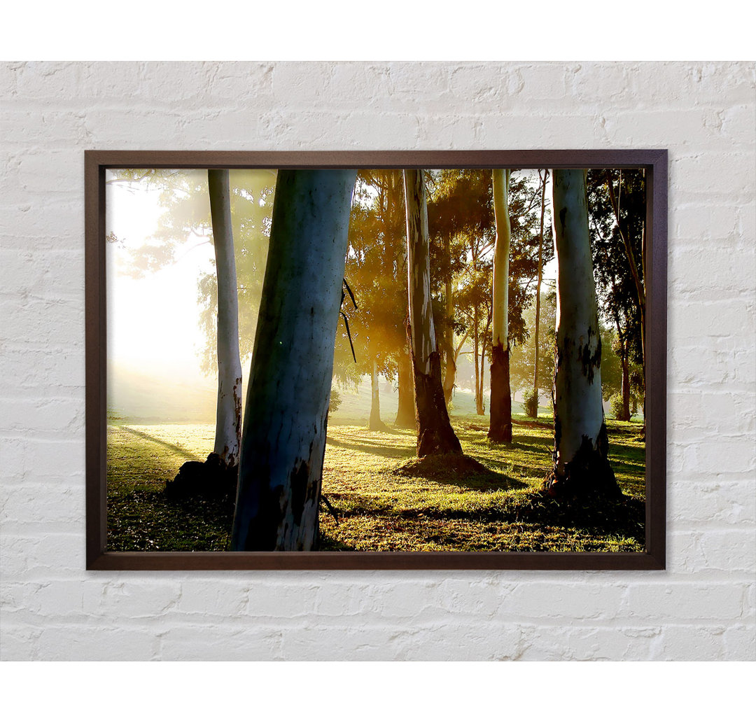 Morning Sunbeam Trees - Single Picture Frame Kunstdrucke auf Leinwand