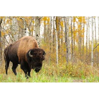 Wendover Plains Bison - Wrapped Canvas Print
