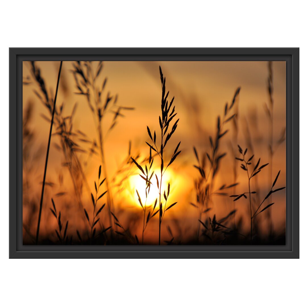 Gerahmtes Wandbild Gras bei Sonnenuntergang