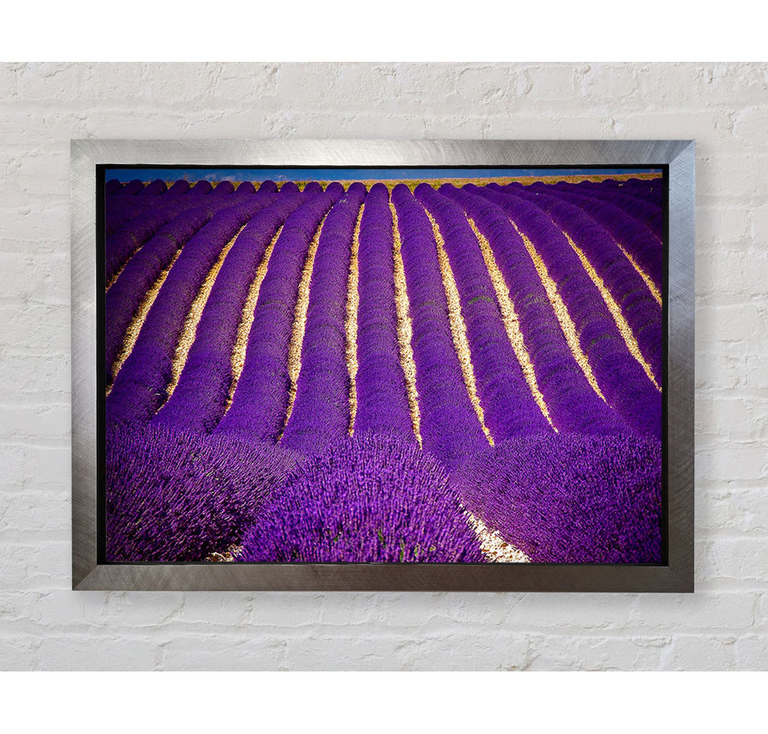 Gerahmter Kunstdruck Lavender Field