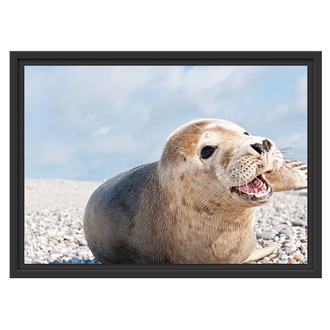 Gerahmtes Wandbild Süße Robbe auf Steinstrand