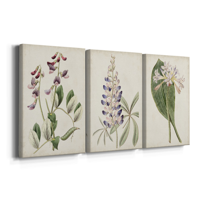 Antique Botanical Collection I - Toile tendue avec châssis sur mesure - 3 pièces, H 12 po x l 24 po