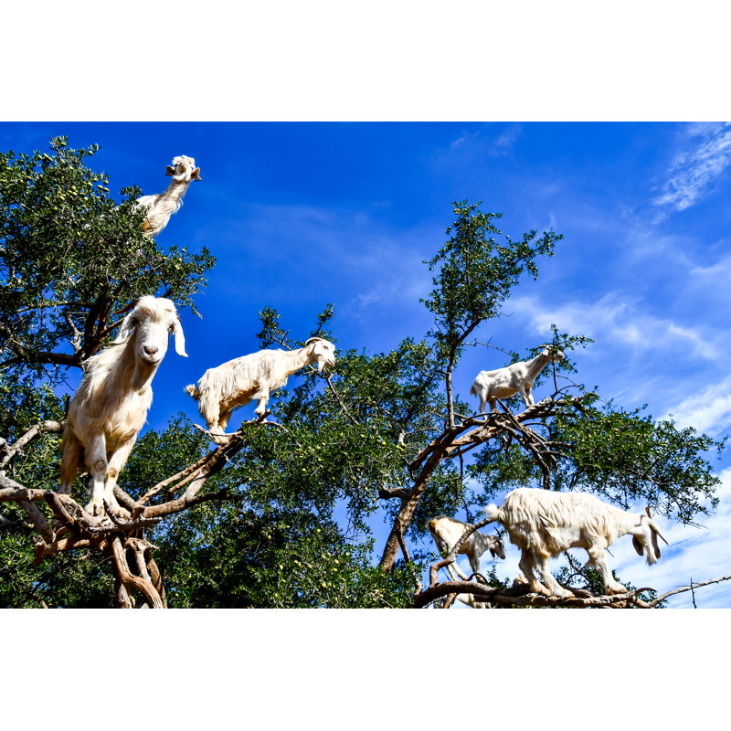 Argan Trees And Goats - Wrapped Canvas Print, 30cm H x 46cm W x 3.8cm D