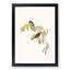 Plumed Honeyeaters by Elizabeth Gould - Picture Frame Painting Print-55602306-55602315