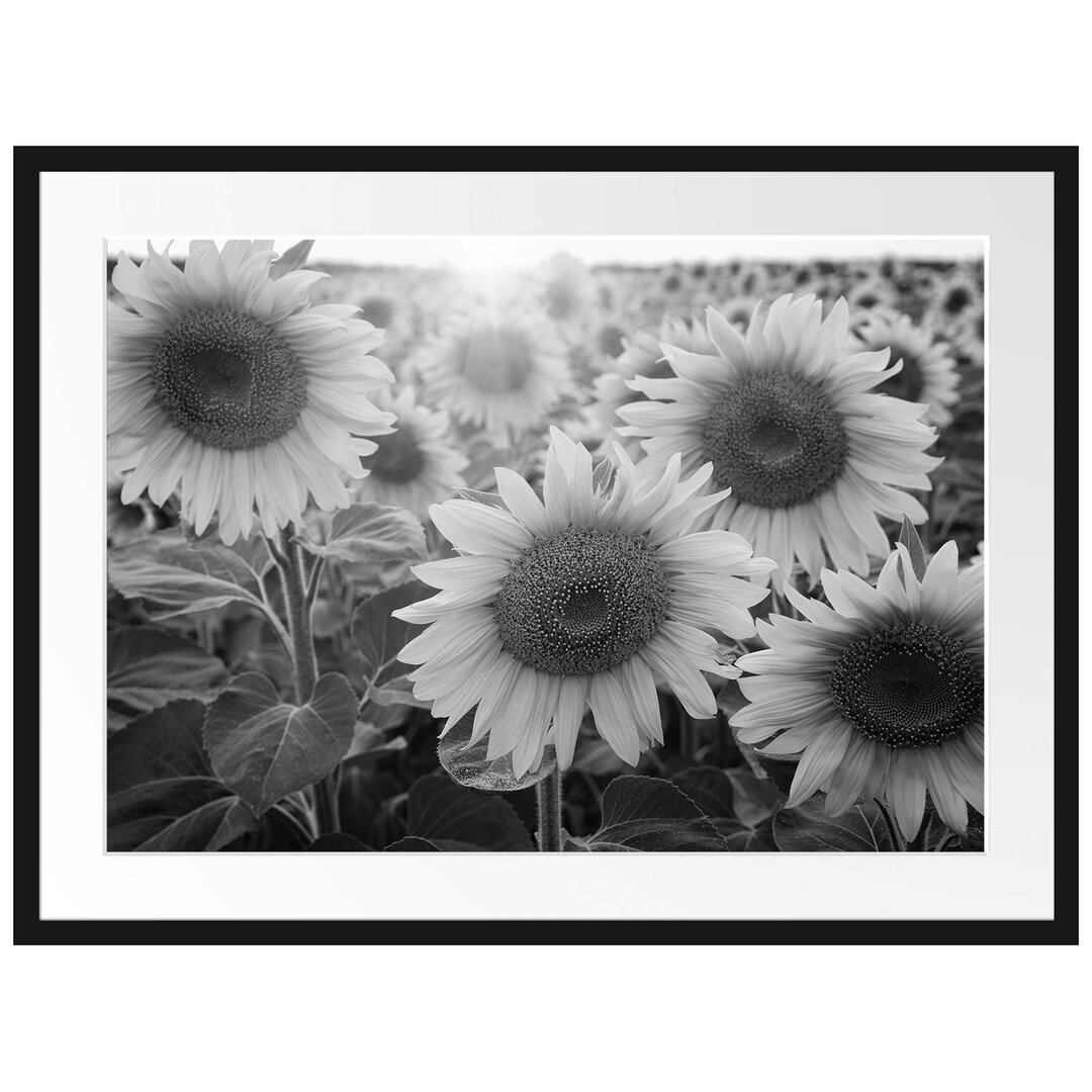 Gerahmtes Poster Sonnenblumen auf dem Feld