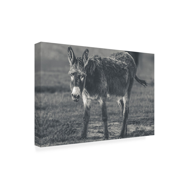 Art mural sur toile tendue - "Donkey Summer III BW" de Nathan Larson pour décoration de salon, de chambre à coucher ou de bureau - 30 x 47