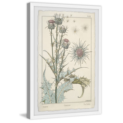 «Thistle Botanical Study 1896», reproduction encadrée