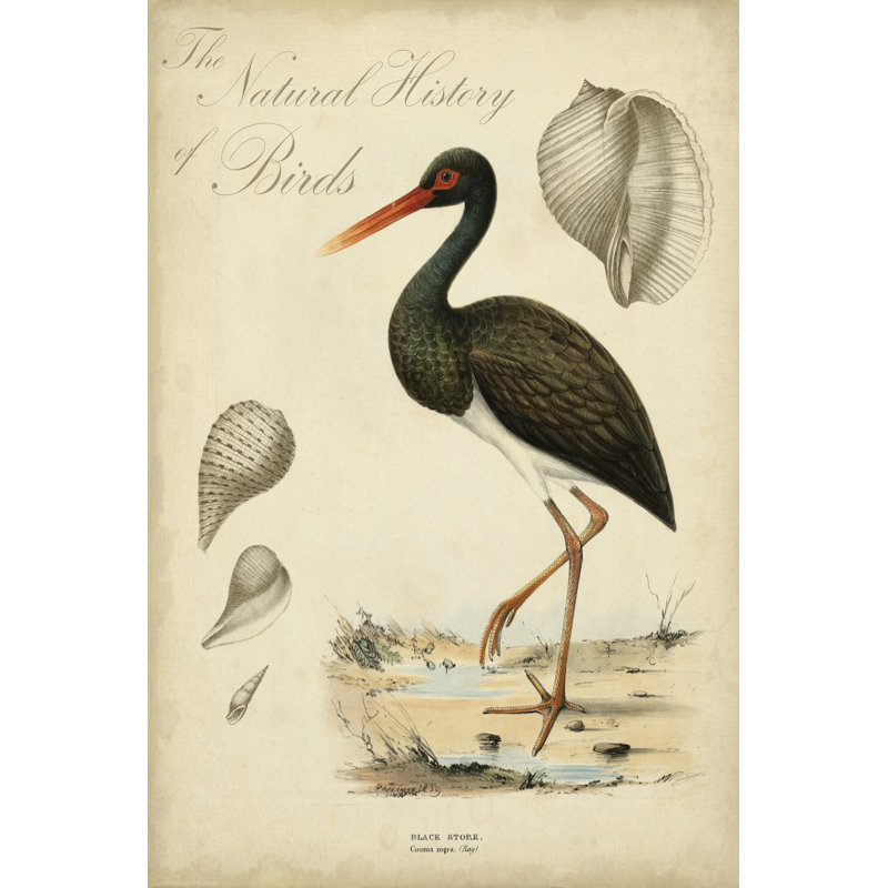 Heron Anthology I 1 Piece Wrapped Canvas Wall Art, 30cm H x 20cm W