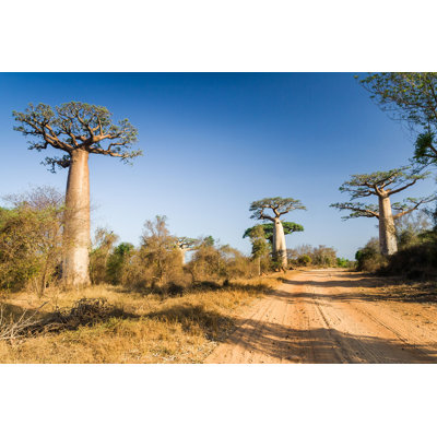 Baobabs