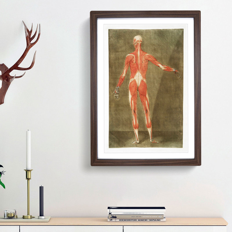 Anatomical Illustration of a Male No. 5 by Gautier-Dagoty - Picture Frame Painting Print, 36cm H x 27cm W x 2cm D