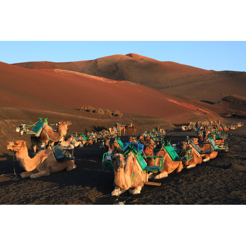 Camels at Timanfaya National Park by Pixelprof, 8" H x 12" W