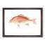 Red Snapper by Sherman F. Denton - Picture Frame Painting Print-55771791-55771793