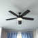 Stembridge 52'' Ceiling Fan with LED Lights