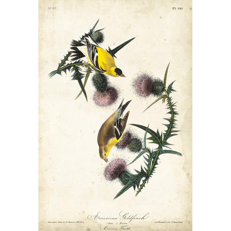 American Goldfinch by John Audubon - Painting, 76 cm H x 51 cm W, Black Floater Frame